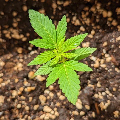 Mary Jane I growlog photo: ORE 10:30