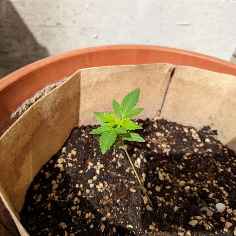 Mary Jane I growlog photo: ORE 10:30
