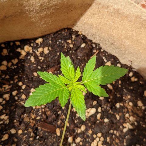 Mary Jane I growlog photo: ORE 10:30