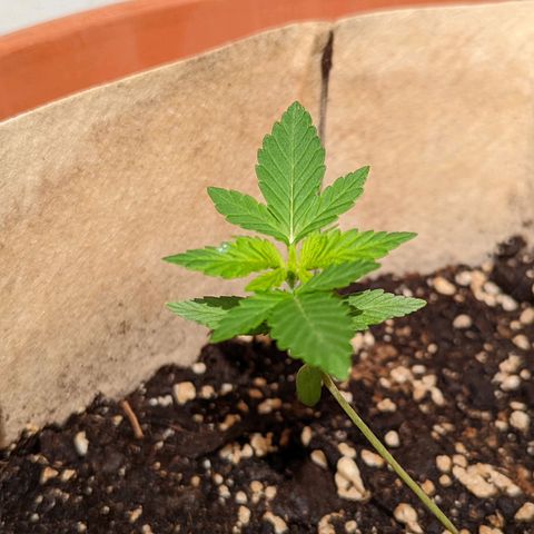 Mary Jane I growlog photo: ORE 10:30