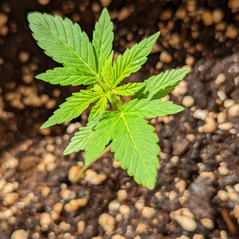 Mary Jane I growlog photo: ORE 10:30
