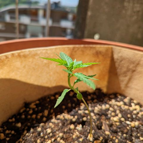 Mary Jane I growlog timeline photo