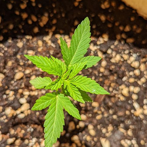 Mary Jane I growlog timeline photo