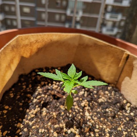 Mary Jane I growlog timeline photo