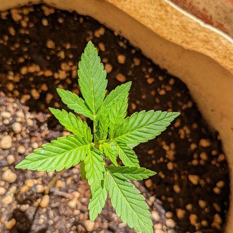 Mary Jane I growlog photo: ORE 10:30