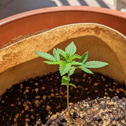 Mary Jane I growlog photo: ORE 10:30