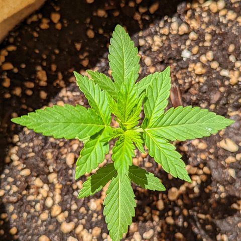 Mary Jane I growlog photo: ORE 11