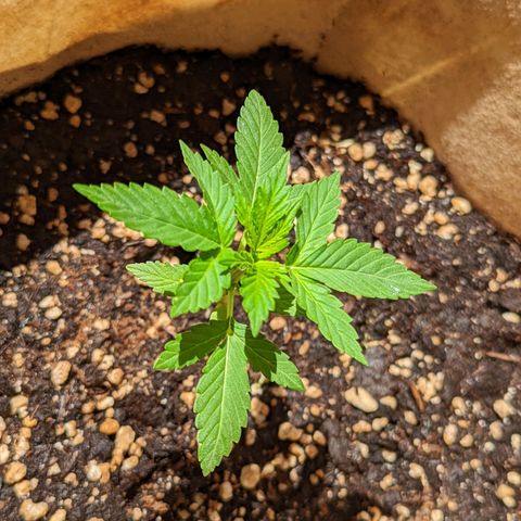 Mary Jane I growlog photo: ORE 11