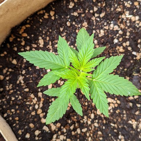 Mary Jane I growlog photo: ORE 10:15