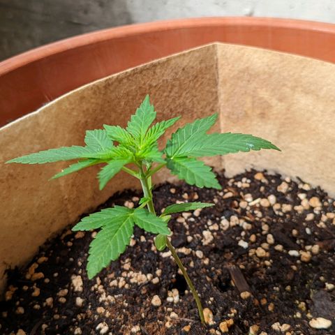 Mary Jane I growlog photo: ORE 10:15