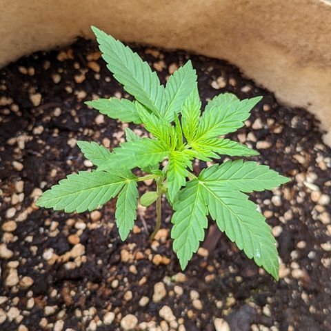 Mary Jane I growlog photo: ORE 10:15
