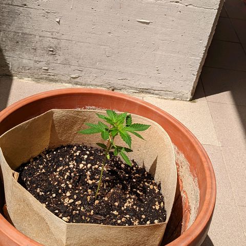 Mary Jane I growlog photo: ORE 11:45
