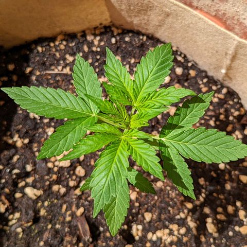 Mary Jane I growlog photo: ORE 11:45
