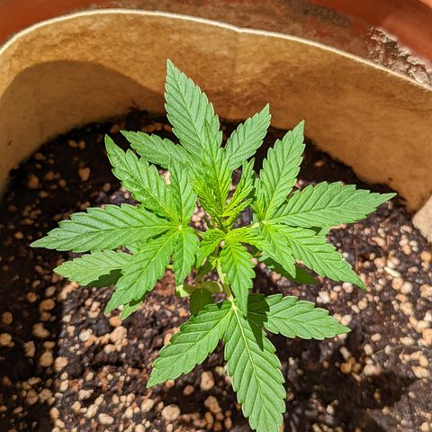 Mary Jane I growlog photo: ORE 11