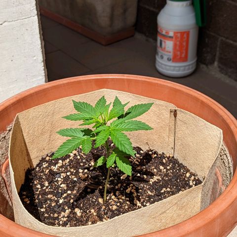 Mary Jane I growlog photo: ORE 11