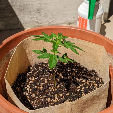 Mary Jane I growlog photo: ORE 11
