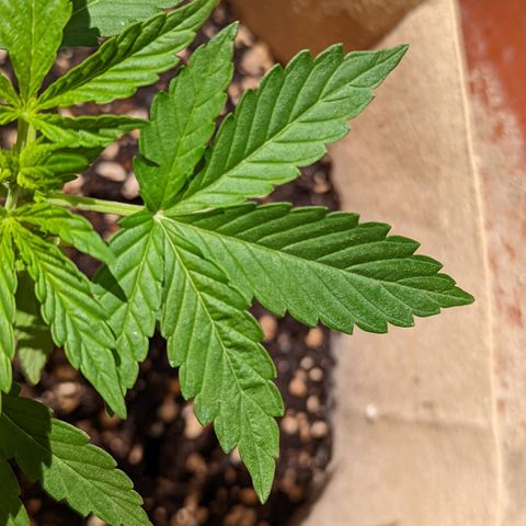 Mary Jane I growlog photo: ORE 11