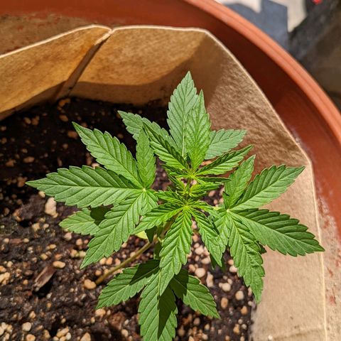 Mary Jane I growlog photo: ORE 11