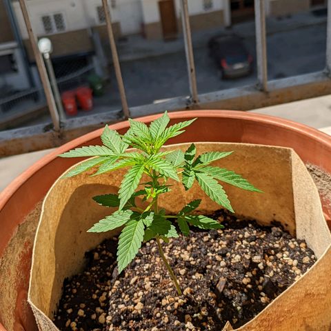 Mary Jane I growlog photo: ORE 11