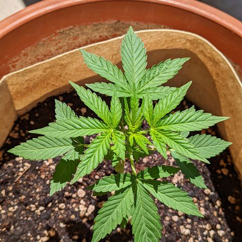 Mary Jane I growlog photo: ORE 11