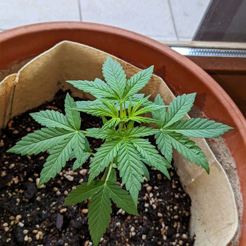 Mary Jane I growlog photo: ORE 10