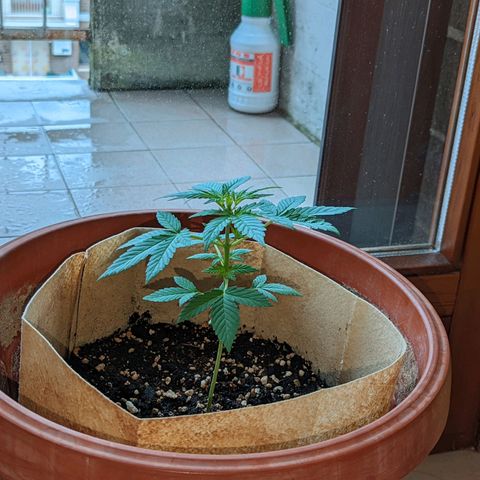 Mary Jane I growlog photo: ORE 10