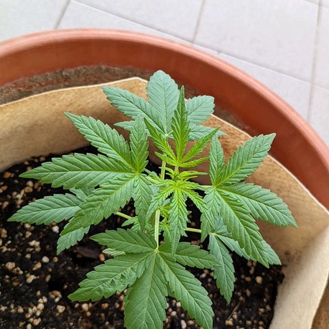 Mary Jane I growlog photo: ORE 12:15