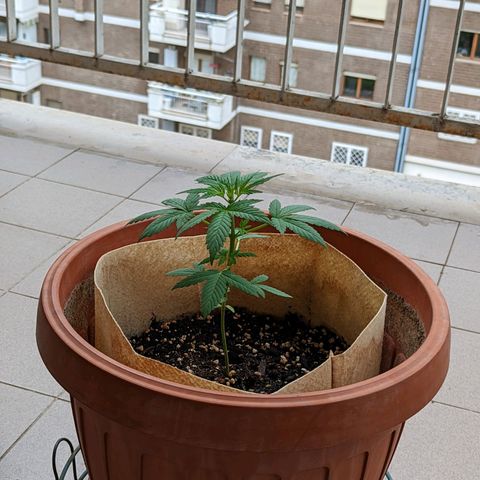 Mary Jane I growlog photo: ORE 12:15