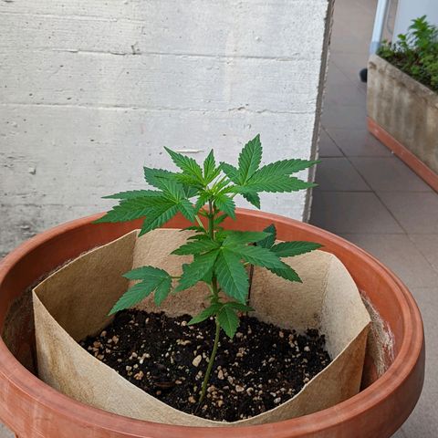 Mary Jane I growlog photo: ORE 10:20