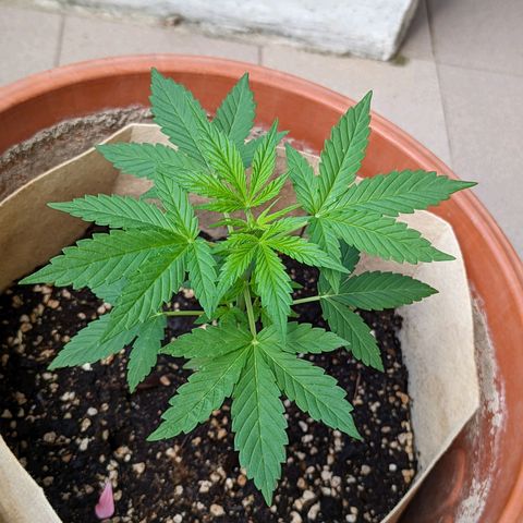 Mary Jane I growlog photo: ORE 10:20