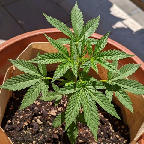 Mary Jane I growlog photo: ORE 11