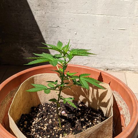 Mary Jane I growlog photo: ORE 11