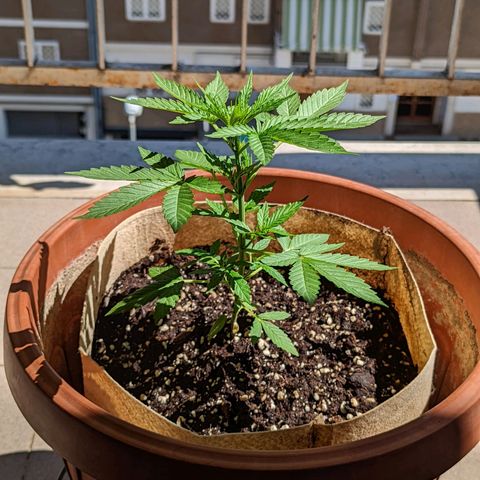 Mary Jane I growlog photo: ORE 15