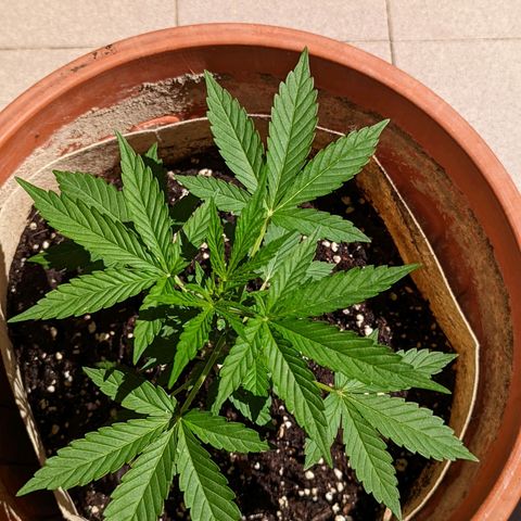 Mary Jane I growlog photo: ORE 15