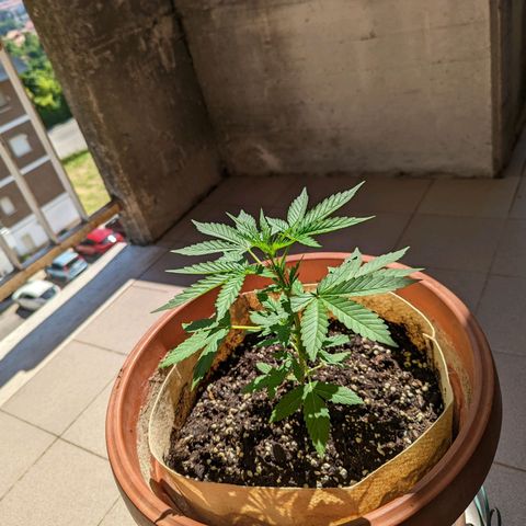 Mary Jane I growlog photo: ORE 15