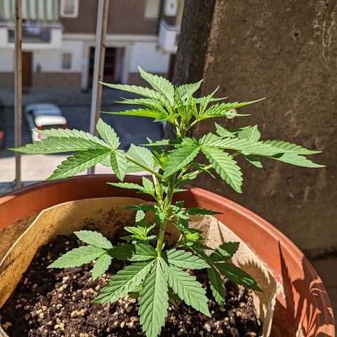 Mary Jane I growlog photo: ORE 10:30