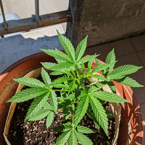 Mary Jane I growlog photo: ORE 10:30