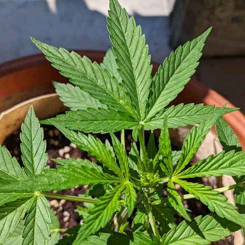 Mary Jane I growlog photo: ORE 10:30