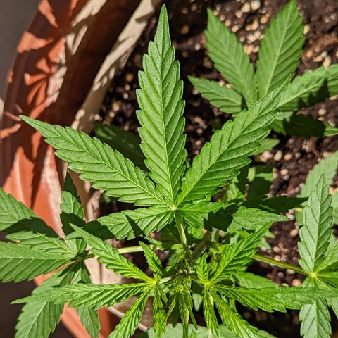 Mary Jane I growlog photo: ORE 10:30