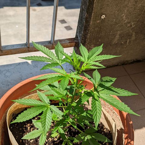 Mary Jane I growlog photo: ORE 10