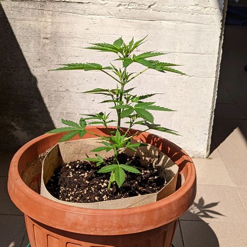 Mary Jane I growlog photo: ORE 10