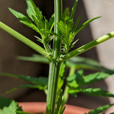 Mary Jane I growlog photo: I primi pistillini 💚