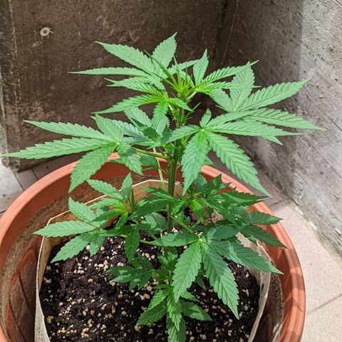 Mary Jane I growlog photo: ORE 12