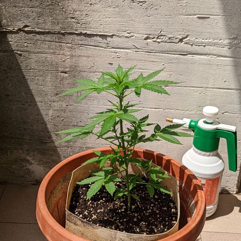Mary Jane I growlog photo: ORE 12