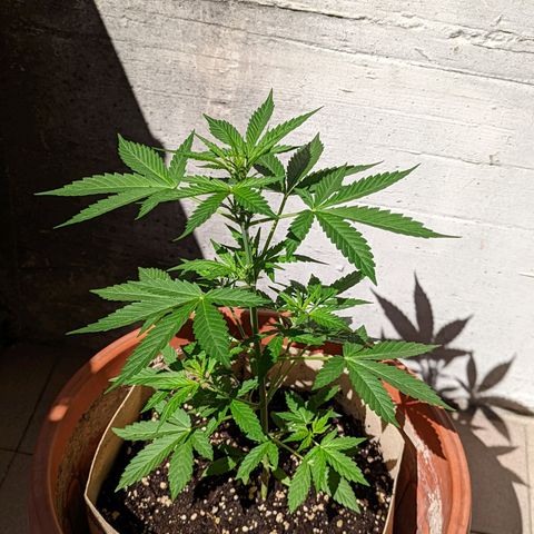 Mary Jane I growlog photo: ORE 10