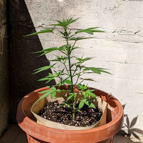 Mary Jane I growlog photo: ORE 10