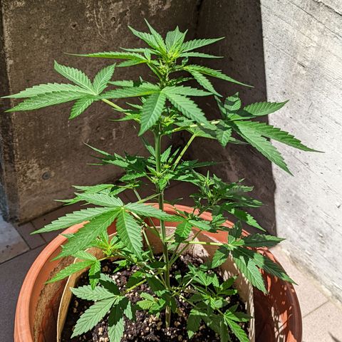 Mary Jane I growlog photo: ORE 10:30