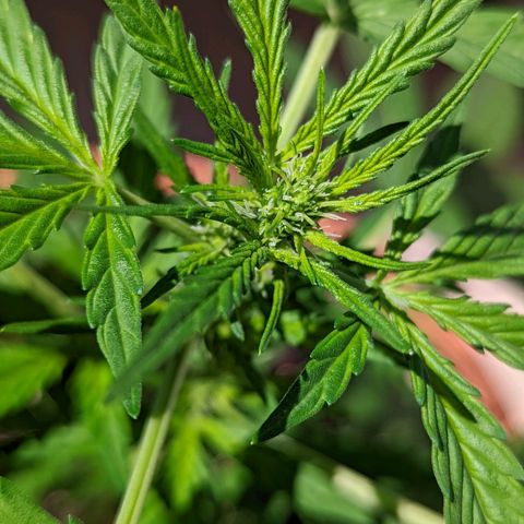 Mary Jane I growlog photo: ORE 10:30