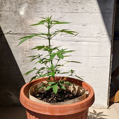 Mary Jane I growlog photo: ORE 10:30