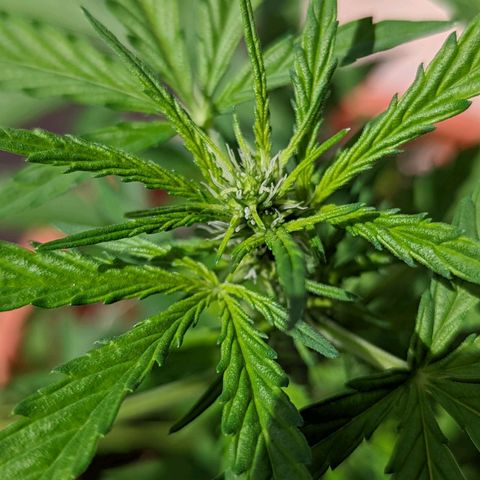 Mary Jane I growlog photo: ORE 11
